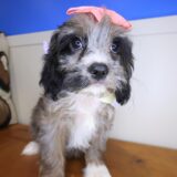Vera Cavapoo 03