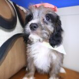 Vera Cavapoo 04