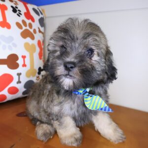 Vex Maltipoo 01 Vex Maltipoo 01