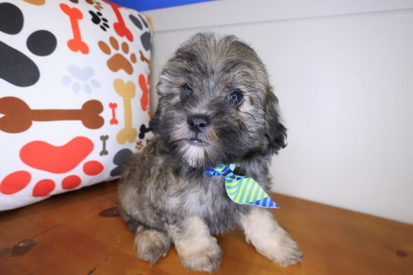 Vex Maltipoo 01