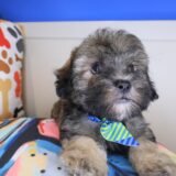 Vex Maltipoo 02