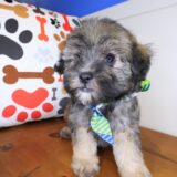 Vex Maltipoo 03