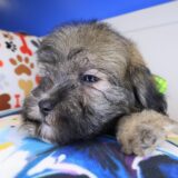 Vex Maltipoo 04