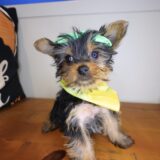 Vickie Yorkshire Terrier 01