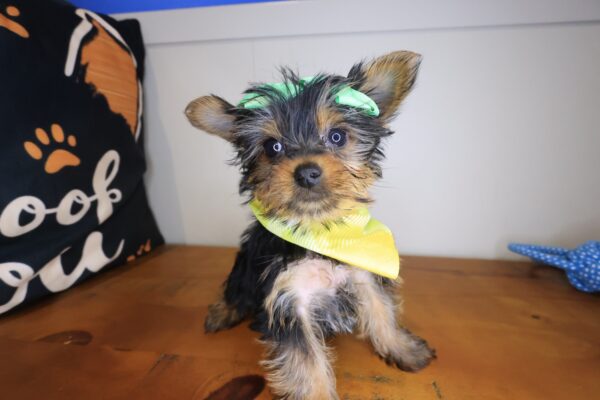 Vickie Yorkshire Terrier 01