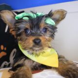 Vickie Yorkshire Terrier 02