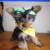 Vickie Yorkshire Terrier 04