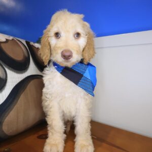 Vortex Goldendoodle 01 Vortex Goldendoodle 01