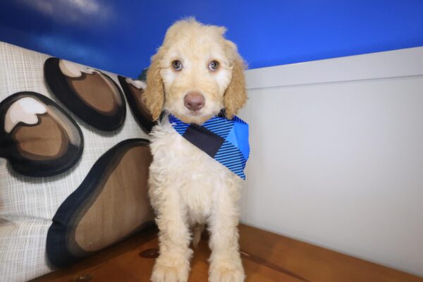 Vortex Goldendoodle 01