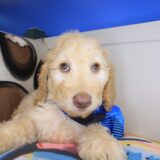 Vortex Goldendoodle 02