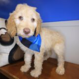 Vortex Goldendoodle 03