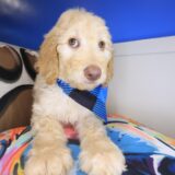 Vortex Goldendoodle 04