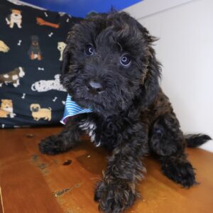 Wallaby Schnoodle 01 Wallaby Schnoodle 01