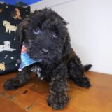 Wallaby Schnoodle 03