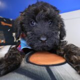 Wallaby Schnoodle 04