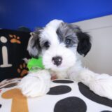 William Yorkiepoo 01