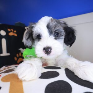 William Yorkiepoo 01 William Yorkiepoo 01