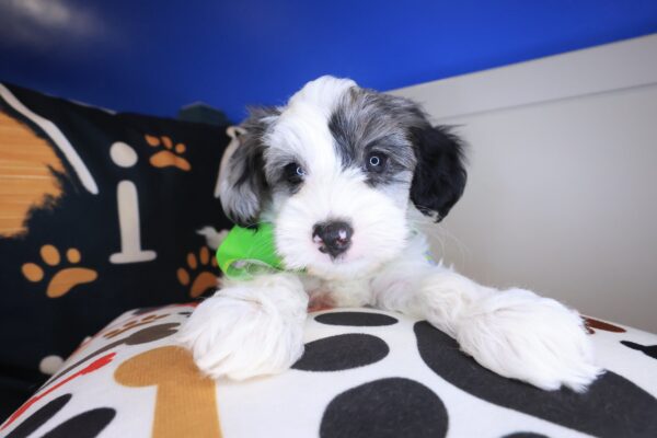 William Yorkiepoo 01