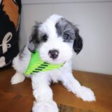 William Yorkiepoo 02