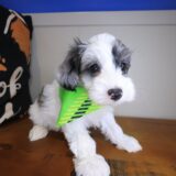 William Yorkiepoo 03