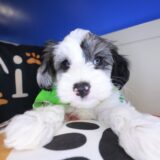William Yorkiepoo 04
