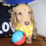 Windy Dachshund 01