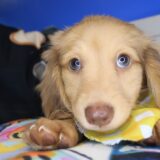 Windy Dachshund 02