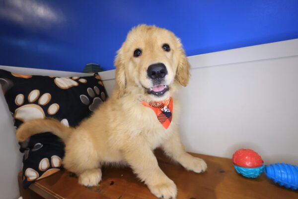 Windy Golden Retriever 01