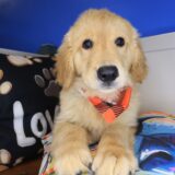 Windy Golden Retriever 02