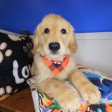 Windy Golden Retriever 03