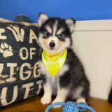 Wolfgang Pomsky 01