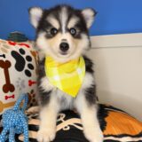 Wolfgang Pomsky 02
