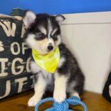 Wolfgang Pomsky 03