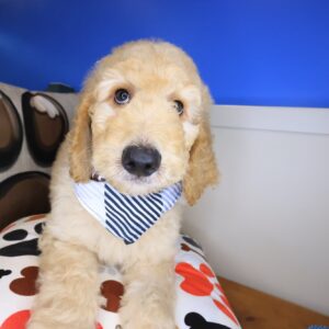 Wooly Goldendoodle 01 Wooly Goldendoodle 01
