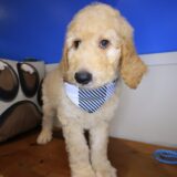 Wooly Goldendoodle 04
