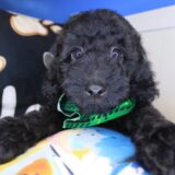 Wooly Poodle 01