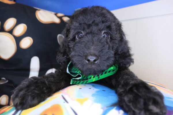Wooly Poodle 01