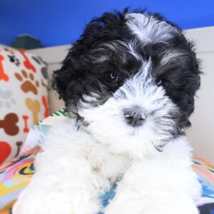 Yarra Shih Apso 01 Yarra Shih Apso 01
