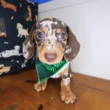 Yodel Dachshund 01