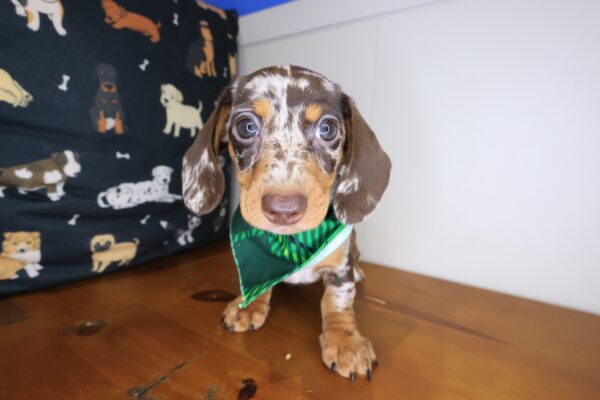 Yodel Dachshund 01