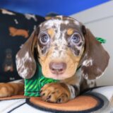 Yodel Dachshund 02