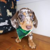 Yodel Dachshund 03
