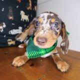 Yodel Dachshund 04