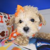 Yumi Poodle 01