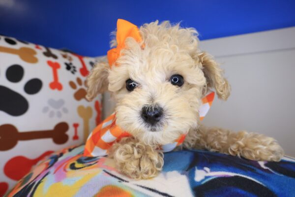 Yumi Poodle 01