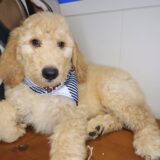 Zeke Goldendoodle 01