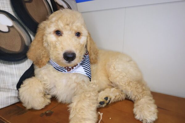 Zeke Goldendoodle 01