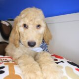 Zeke Goldendoodle 03