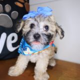 Zephyra Maltipoo 01