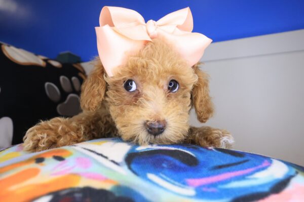 Zephyra Poodle 01